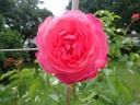 k-dsc01178.JPG