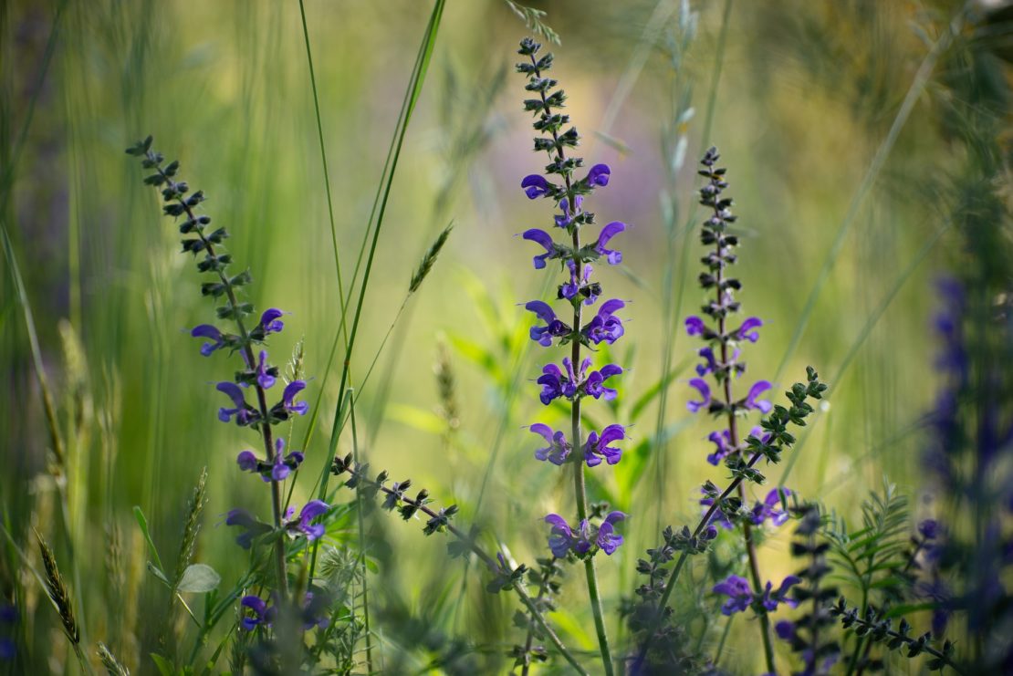 clary-sage-g1c8585350_1920