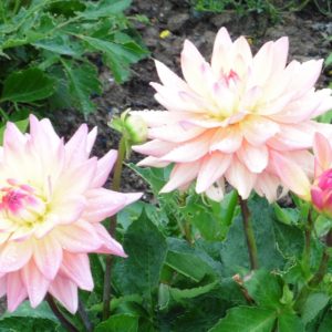 Ausflug zur Dahlienblüte auf die Insel Mainau