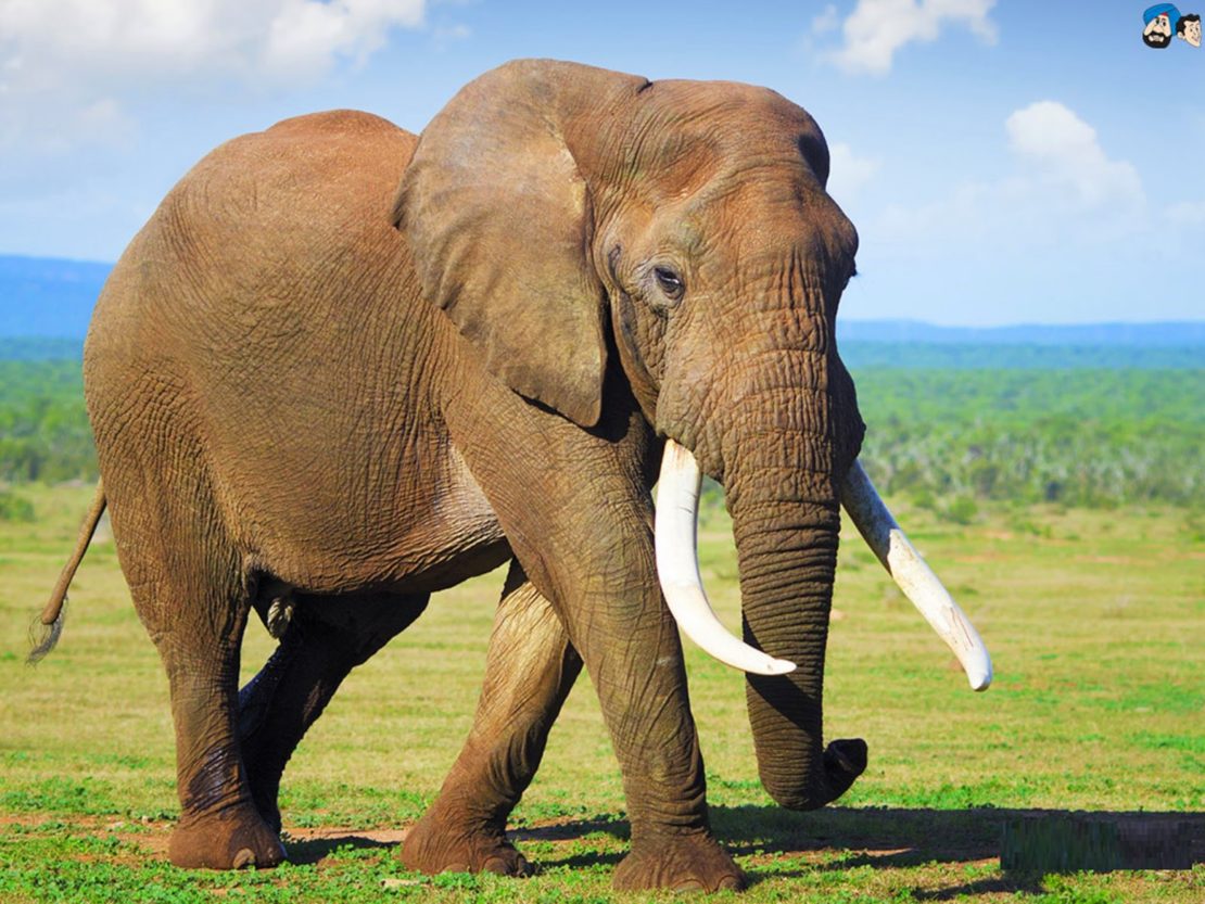 Elefant