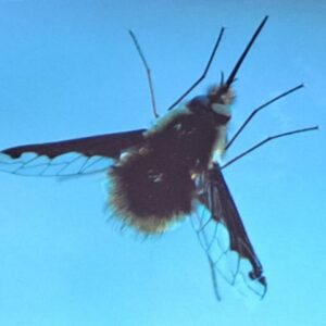 Faszination Insektenwelt