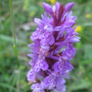Vortrag: „Wilde Orchideen“