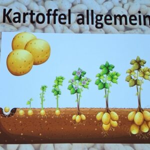 Kartoffel – die tolle Knolle