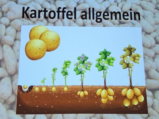 Kartoffel – die tolle Knolle