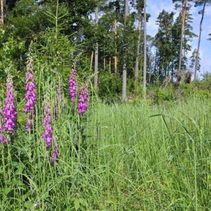 Schönbuch – anstatt Kilimandscharo