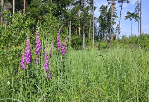 Schönbuch – anstatt Kilimandscharo