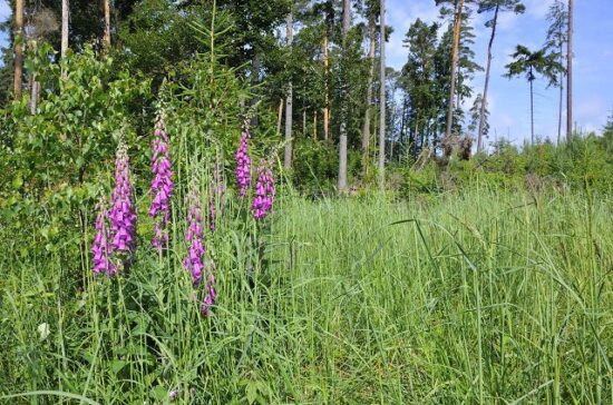 Schönbuch – anstatt Kilimandscharo