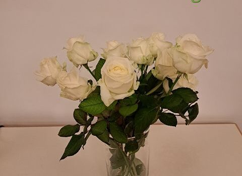 Mitgliederversammlung